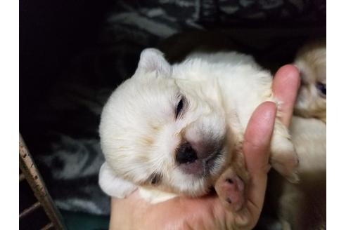 成約済の愛知県のペキニーズ-57630の1枚目