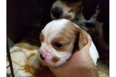 成約済の愛知県のキャバリアキングチャールズスパニエル-57635の1枚目
