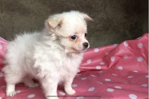 成約済の山梨県のポメチワ:ポメラニアン×チワワ-53575の1枚目
