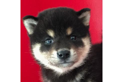 成約済の愛知県の柴犬-57078の3枚目