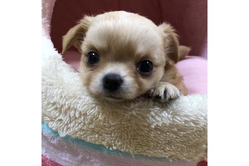 成約済の香川県のチワワ(ロングコート)-57665の2枚目
