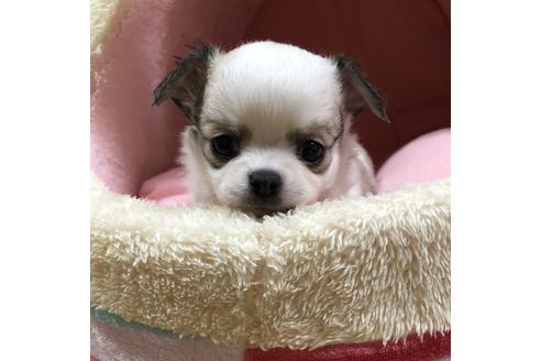 成約済の香川県のチワワ(ロングコート)-57670の3枚目