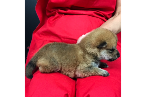 成約済の愛知県の柴犬-57689の3枚目