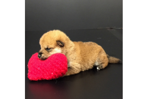 子犬
