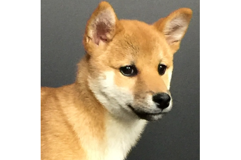 成約済の愛知県の柴犬-57692の3枚目