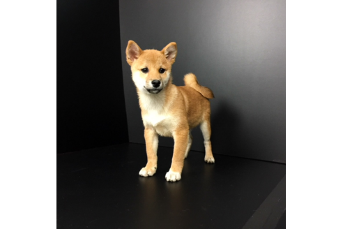 成約済の愛知県の柴犬-57692の2枚目