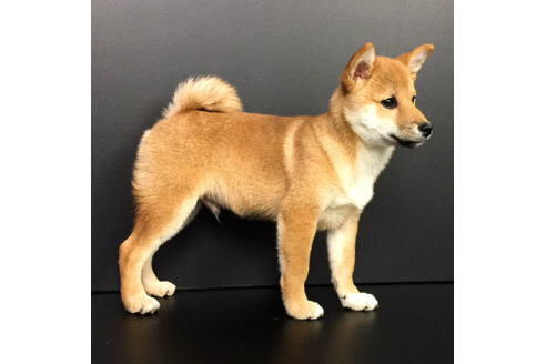 成約済の愛知県の柴犬-57692の1枚目