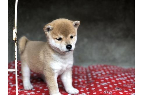 成約済の山梨県の柴犬-57694の4枚目