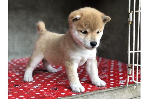 成約済の山梨県の柴犬-57694の3枚目