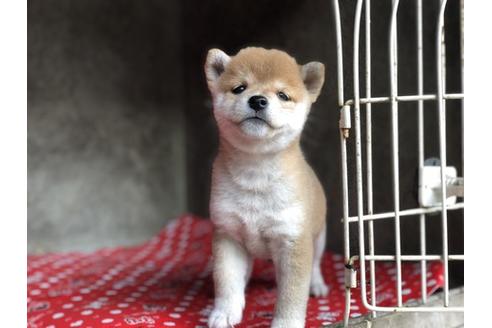 成約済の山梨県の柴犬-57694の1枚目