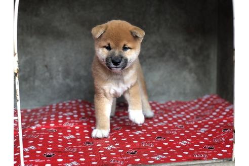 成約済の山梨県の柴犬-57695の4枚目