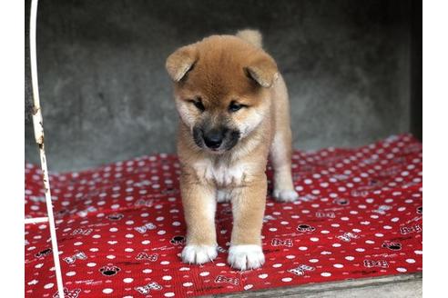 成約済の山梨県の柴犬-57695の3枚目