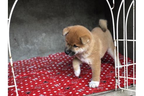 成約済の山梨県の柴犬-57695の2枚目