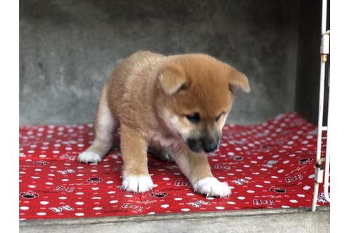 成約済の山梨県の柴犬-57695の1枚目