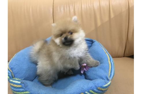 成約済の栃木県のポメラニアン-57707の1枚目