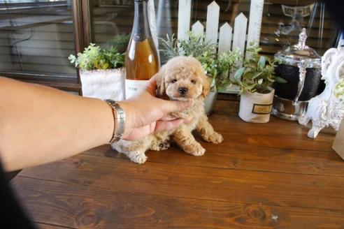 成約済の埼玉県のトイプードル-57717の5枚目