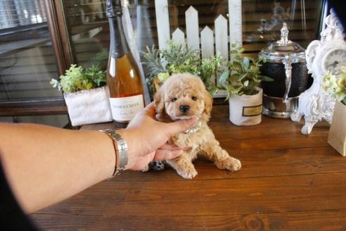 成約済の埼玉県のトイプードル-57717の4枚目