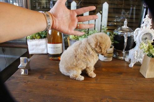 成約済の埼玉県のトイプードル-57717の3枚目