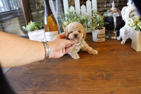 成約済の埼玉県のトイプードル-57717の2枚目