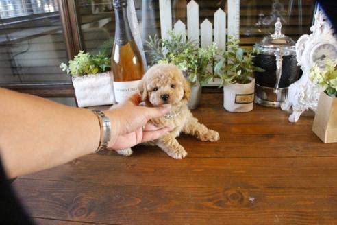 成約済の埼玉県のトイプードル-57717の1枚目