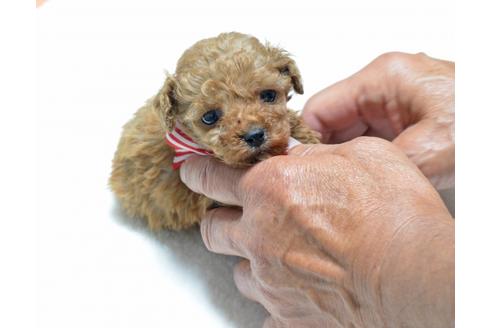 成約済の埼玉県のトイプードル-57174の5枚目