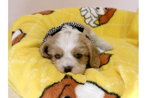 成約済の埼玉県のキャバリアキングチャールズスパニエル-57760の5枚目