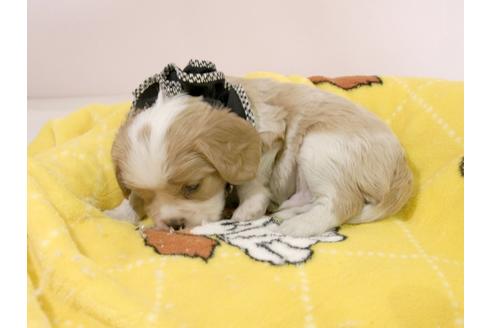 成約済の埼玉県のキャバリアキングチャールズスパニエル-57760の4枚目