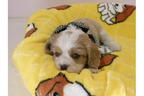 成約済の埼玉県のキャバリアキングチャールズスパニエル-57760の2枚目