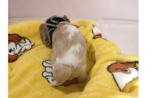 成約済の埼玉県のキャバリアキングチャールズスパニエル-57760の1枚目