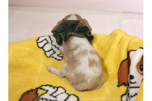 成約済の埼玉県のキャバリアキングチャールズスパニエル-57769の1枚目