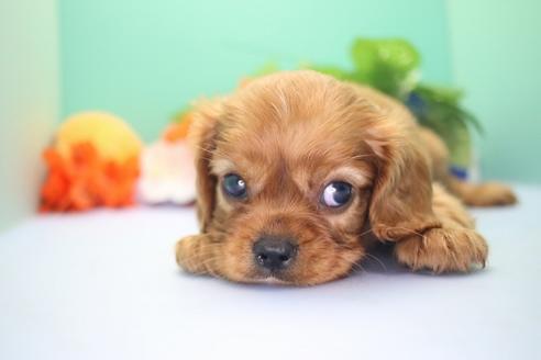 成約済の愛知県のキャバリアキングチャールズスパニエル-57799の3枚目