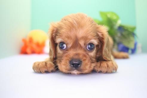 成約済の愛知県のキャバリアキングチャールズスパニエル-57799の1枚目