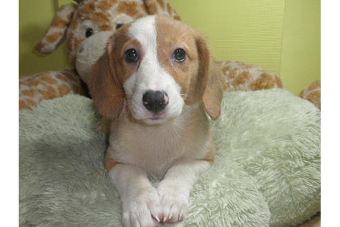 成約済の神奈川県のミックス犬-55338の4枚目