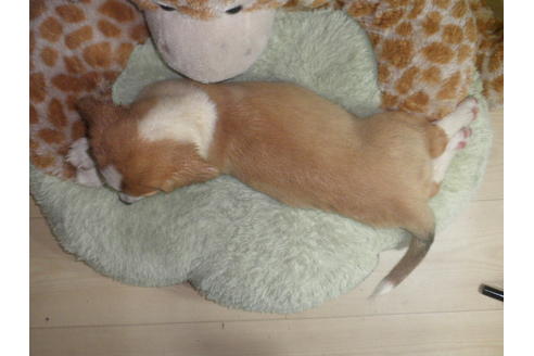 成約済の神奈川県のミックス犬-55338の1枚目