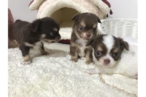 成約済の埼玉県のチワワ(ロングコート)-57252の2枚目