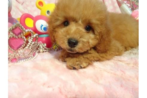 成約済の静岡県のその他の犬種-57862の5枚目