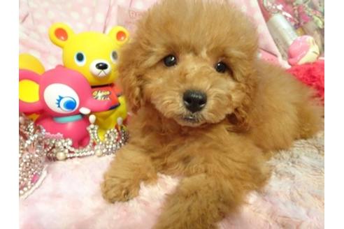 成約済の静岡県のその他の犬種-57862の4枚目