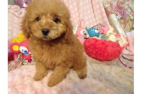 成約済の静岡県のその他の犬種-57862の3枚目