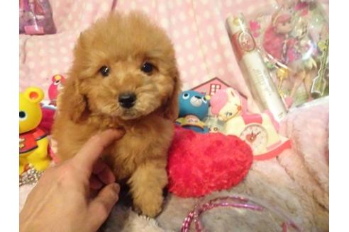成約済の静岡県のその他の犬種-57862の2枚目