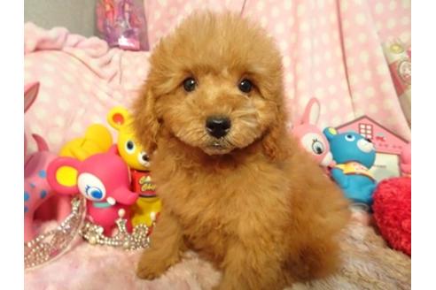 成約済の静岡県のその他の犬種-57862の1枚目