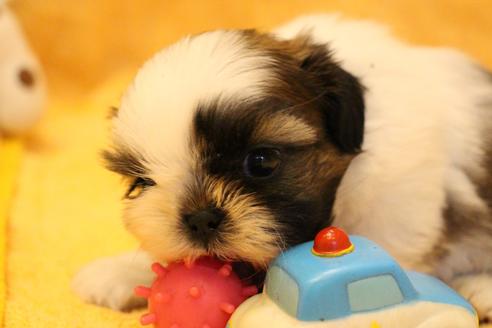 成約済の愛知県のシーズー-55576の6枚目