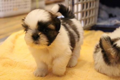 成約済の愛知県のシーズー-55576の5枚目