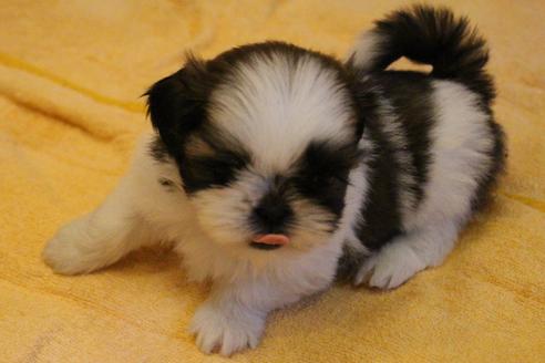 成約済の愛知県のシーズー-55576の4枚目