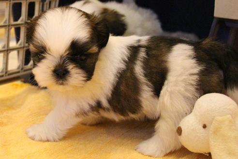 成約済の愛知県のシーズー-55576の3枚目