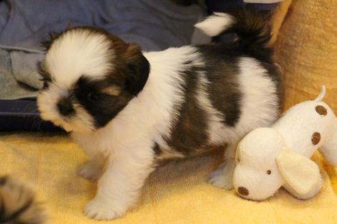 成約済の愛知県のシーズー-55576の2枚目