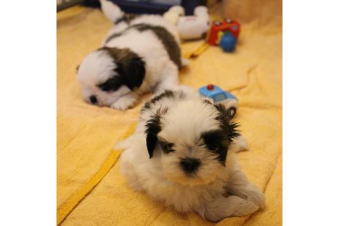 成約済の愛知県のシーズー-55575の9枚目