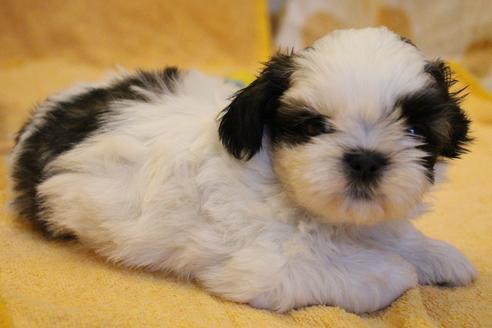 成約済の愛知県のシーズー-55575の8枚目