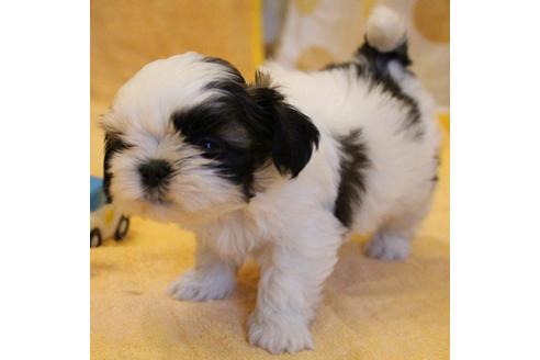 成約済の愛知県のシーズー-55575の7枚目