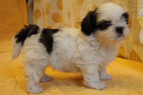 成約済の愛知県のシーズー-55575の6枚目