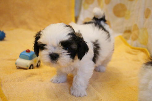 成約済の愛知県のシーズー-55575の5枚目